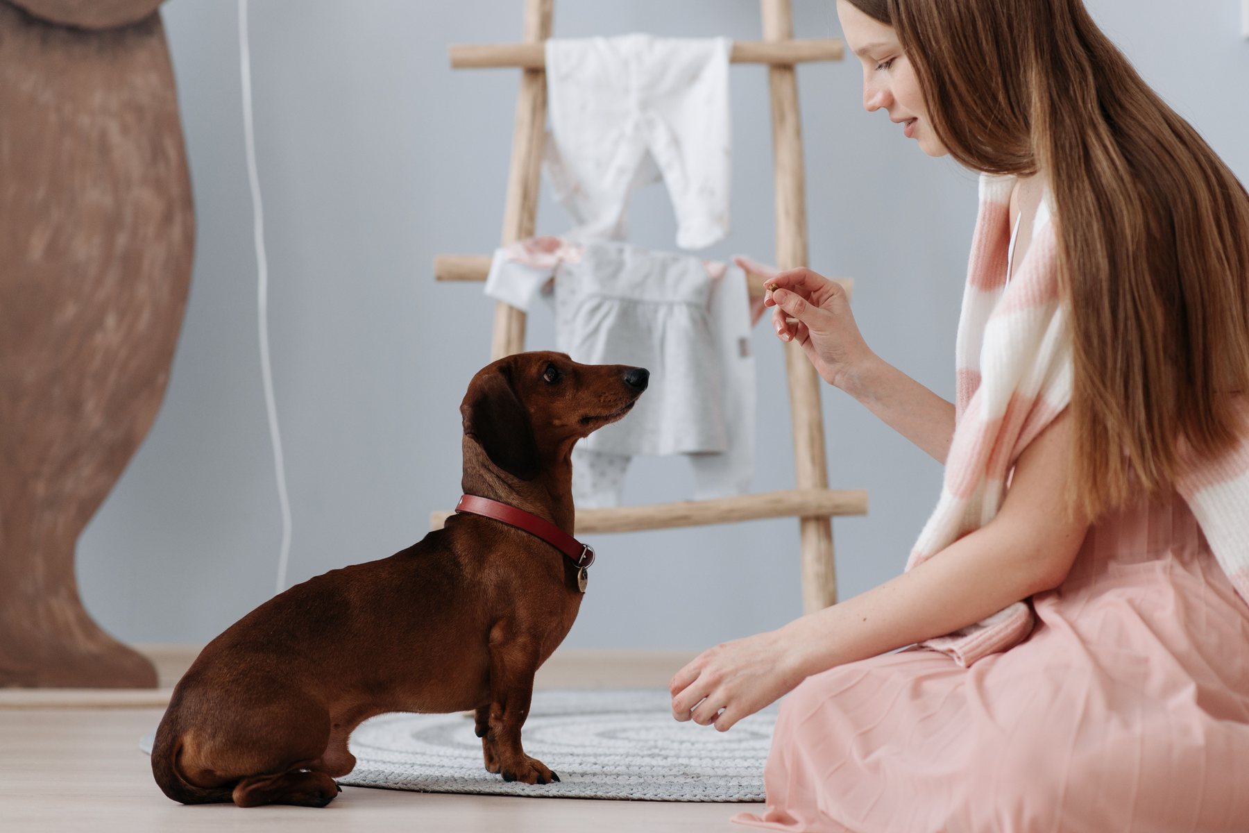 Een eigenaar oefent thuis rustig gedrag met haar hond