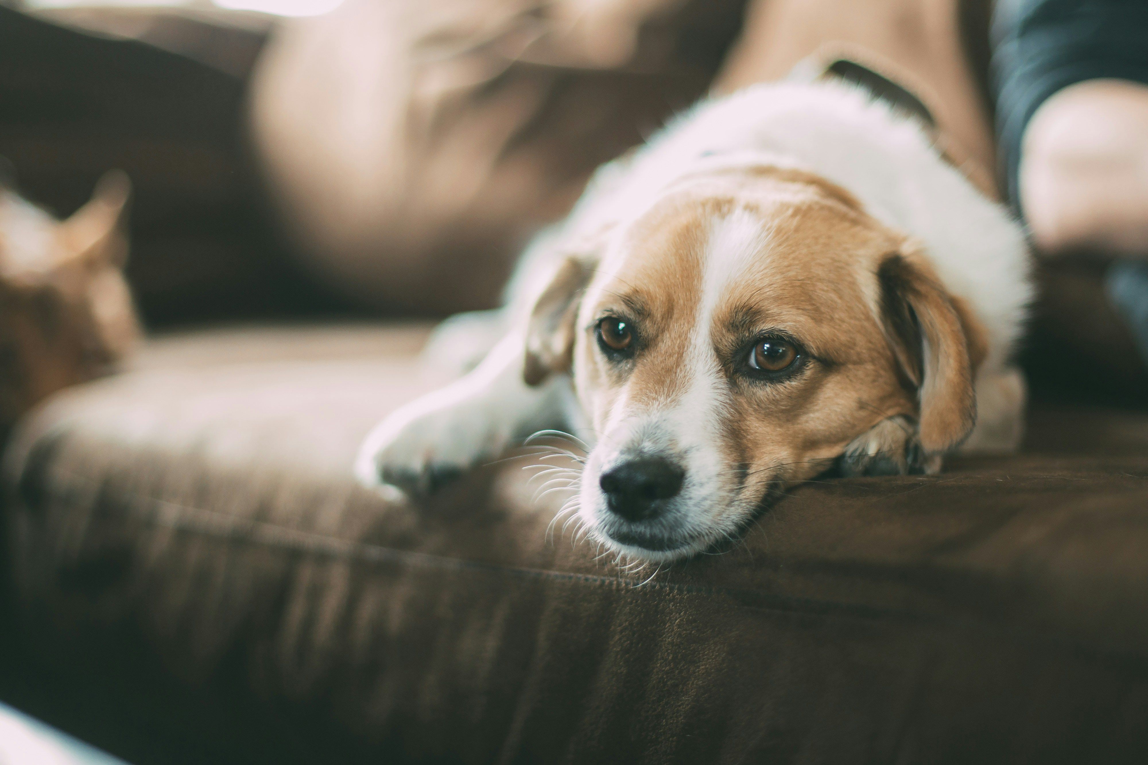 Waarom wij absoluut niet werken met de methoden die je misschien kent van populaire trainers zoals Aniek Winters of Cesar Millan